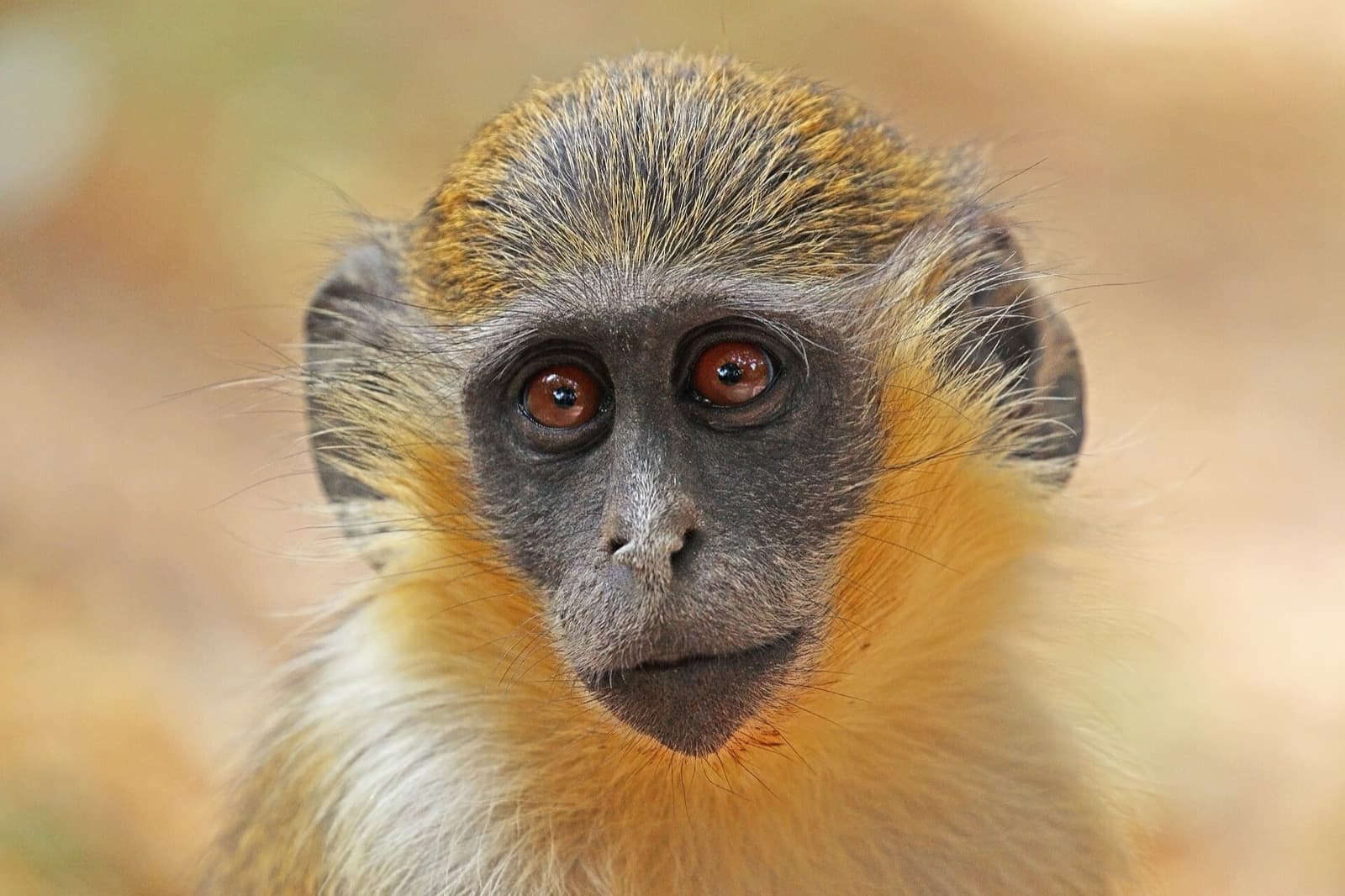 An African green monkey in social housing at Alpha Genesis